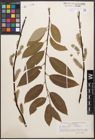 Foto von Salix caprea L. x Salix lapponum L.